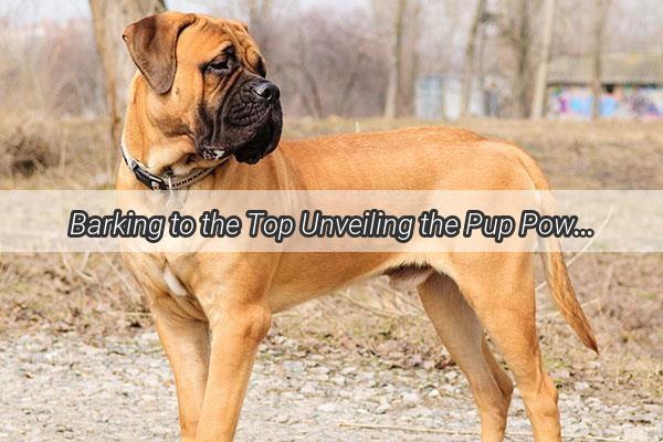 Barking to the Top Unveiling the Pup Powerhouse Behind the Number One Dog in the Show